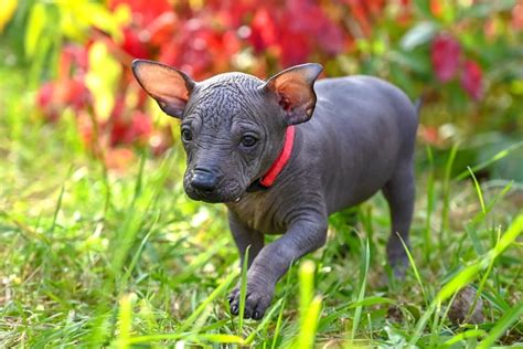 How much do xoloitzcuintli cost. Things To Know About How much do xoloitzcuintli cost. 